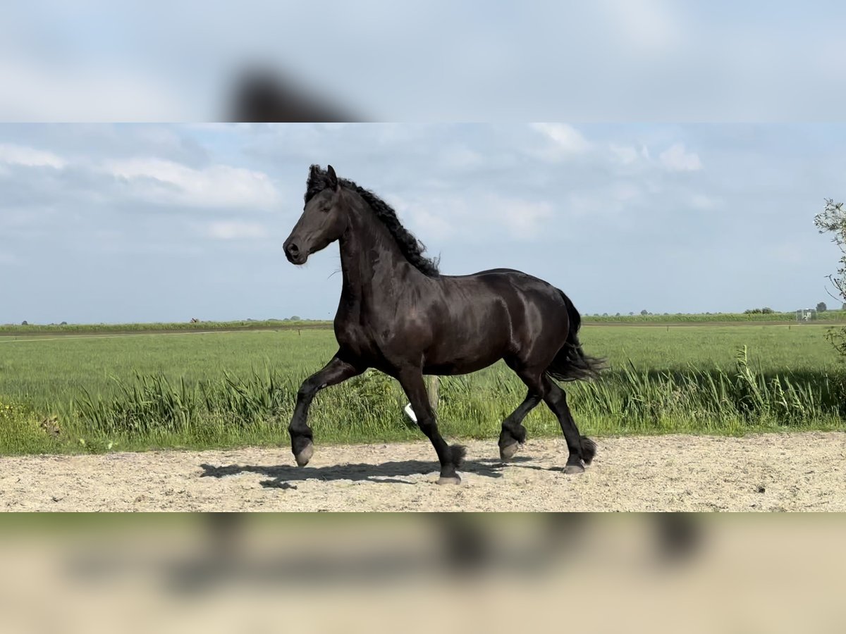 Friesian horses Mare 9 years 16 hh Black in Nes