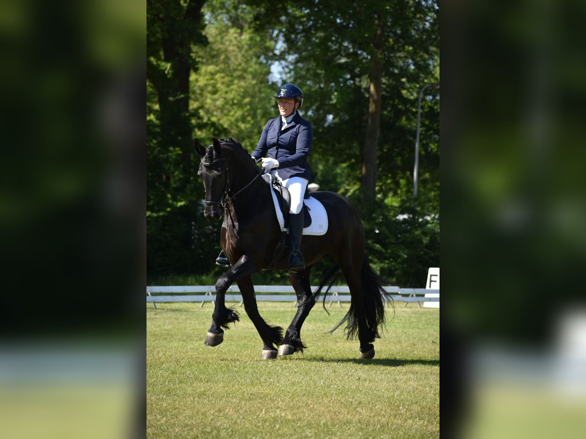 Friesian horses Mare 9 years 16 hh Black in Bruchterveld