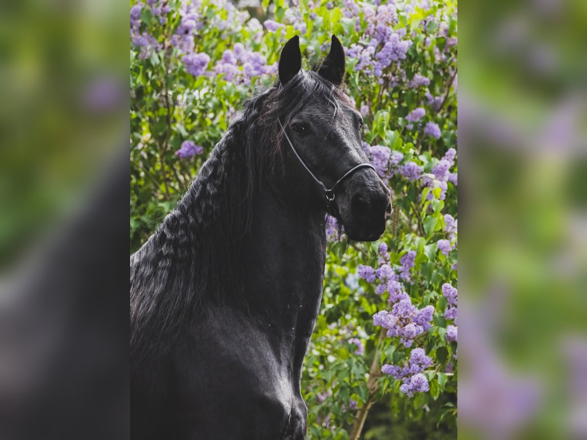Friesian horses Mare 9 years 16,1 hh Black in Choiny