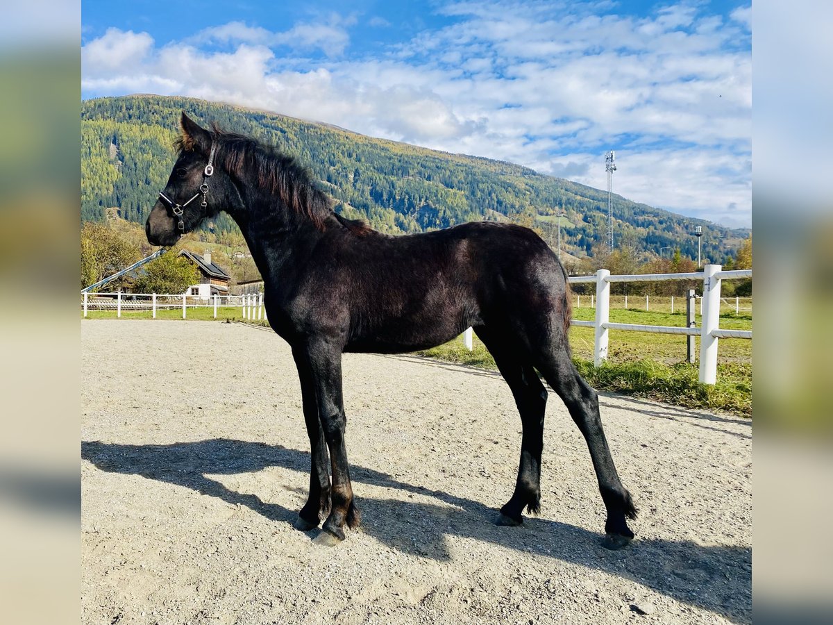 Friesian horses Mare Foal (05/2025) 16,1 hh Black in Sankt Michael  im Lungau Friesian horses Mare Foal (05/2025) 16,1 hh Black in Sankt Michael  im Lungau