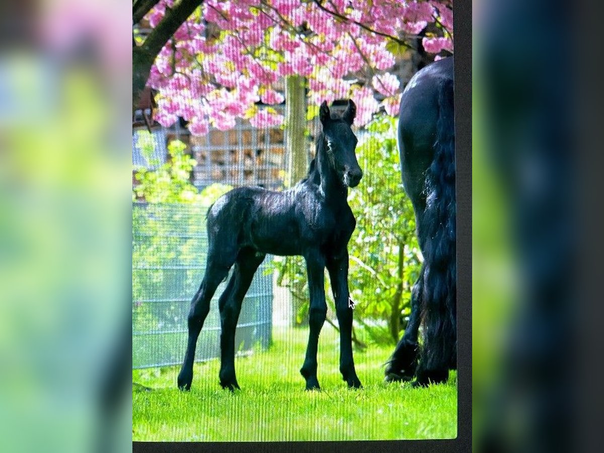Friesian horses Mare Foal (04/2024) Black in Ritterhude