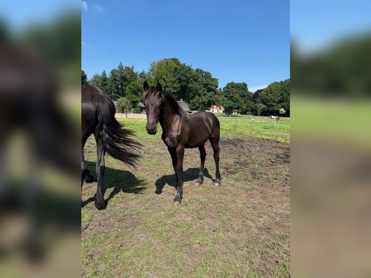 Friesian horses Mare Foal (03/2025) Black in Nauders Friesian horses Mare Foal (03/2025) Black in Nauders