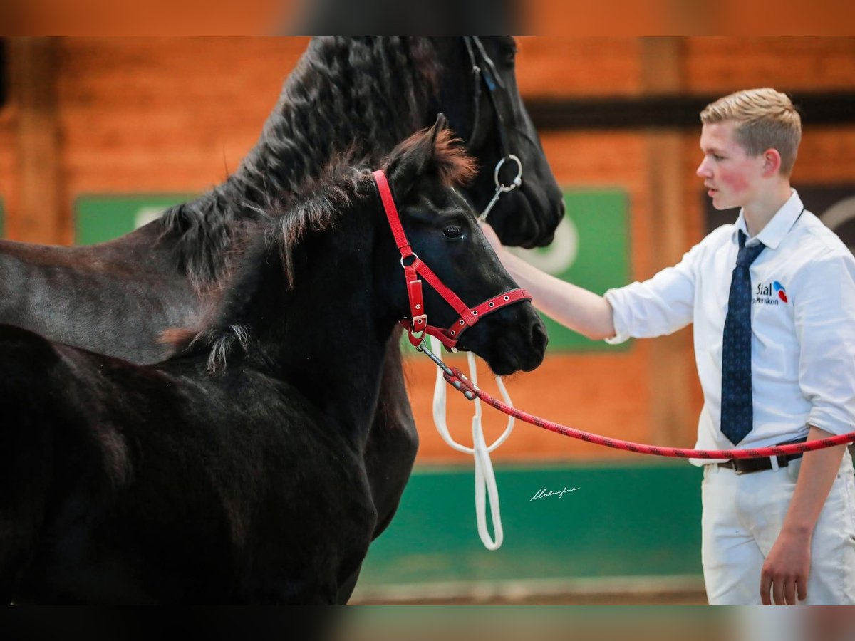 Friesian horses Mare Foal (06/2025) Black in Mas&#x142;&#xF3;w