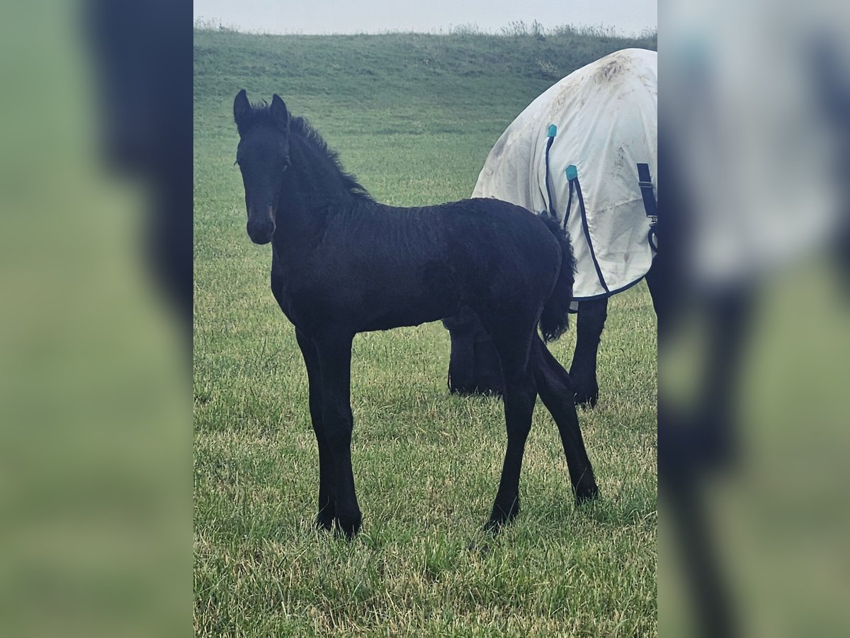 Friesian horses Mare  Black in Kranenburg