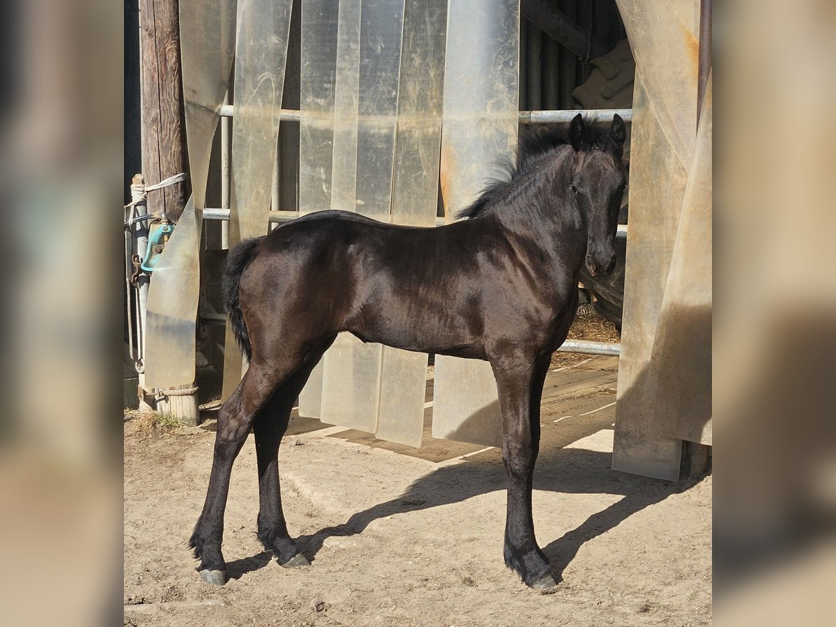 Friesian horses Mare  Black in Kranenburg
