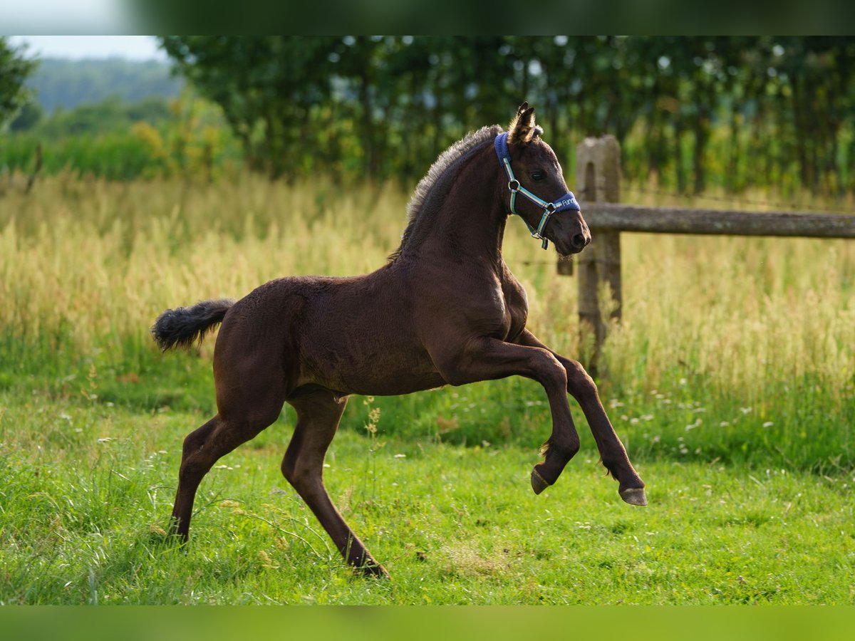 Friesian horses Mare Foal (06/2025) Black in Bra&#x144;sk