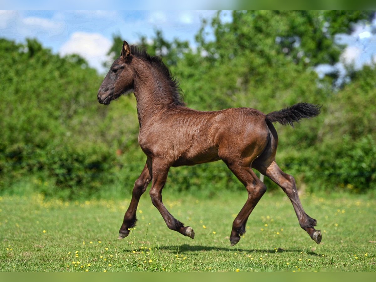 Friesian horses Mare Foal (03/2025) Black in La Motte Feuilly