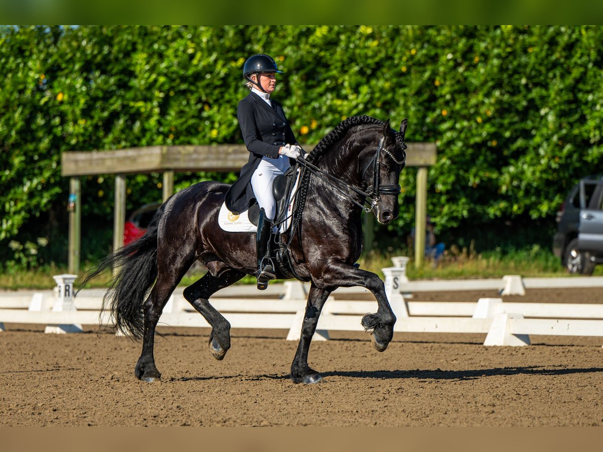 Friesian horses Stallion 10 years 16,1 hh Black in Aalsmeer