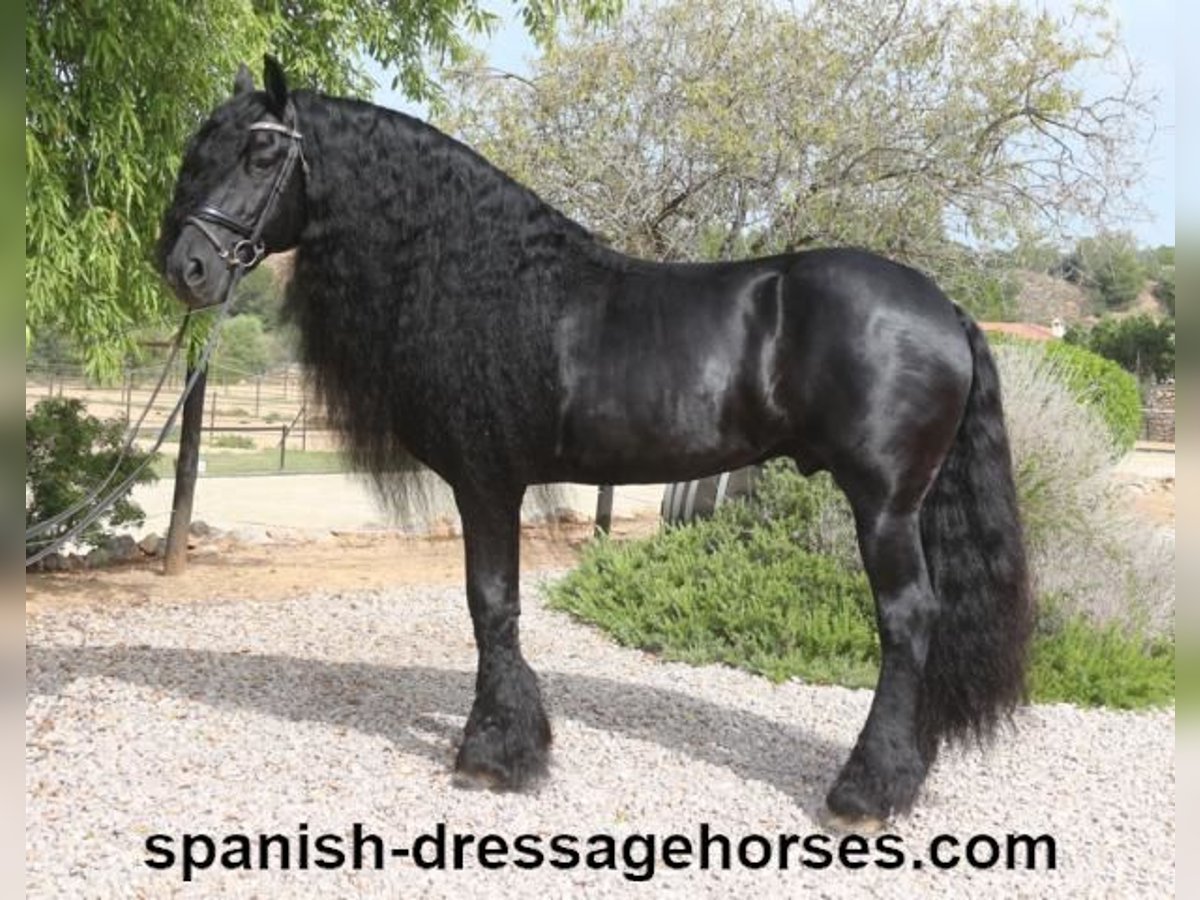 Friesian horses Stallion 10 years 16 hh Black in Barcelona