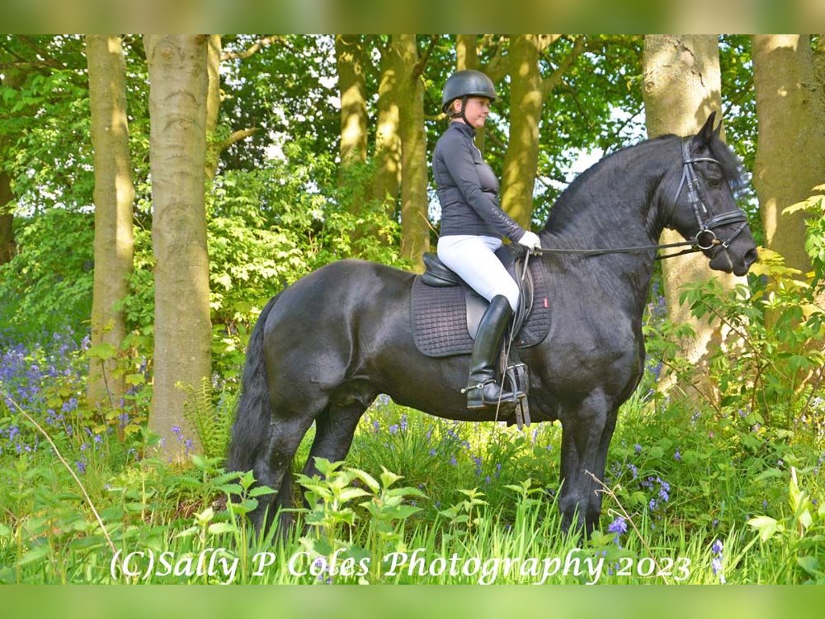 Friesian horses Stallion 11 years Black in Northallerton