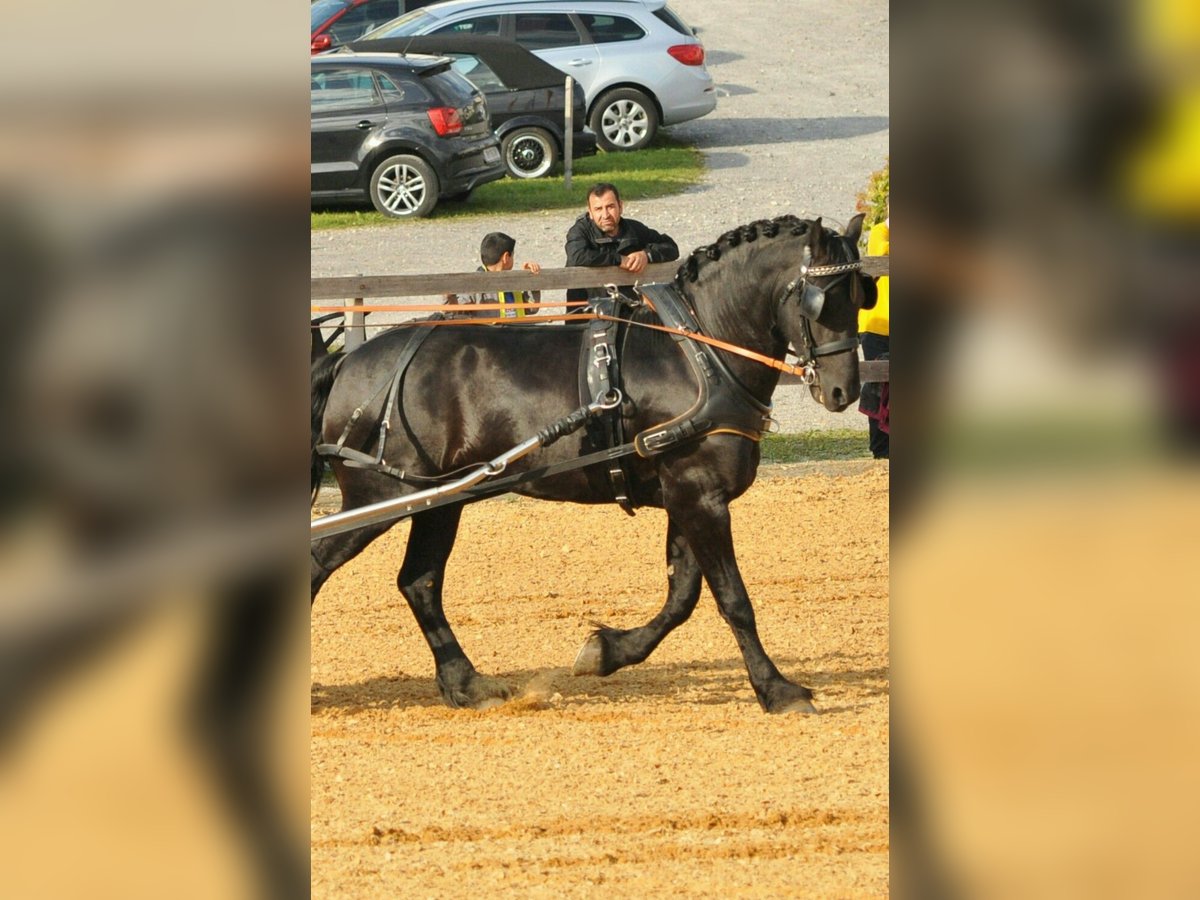 Friesian horses Stallion 12 years 16 hh Black in Wangen im Allg&#xE4;u