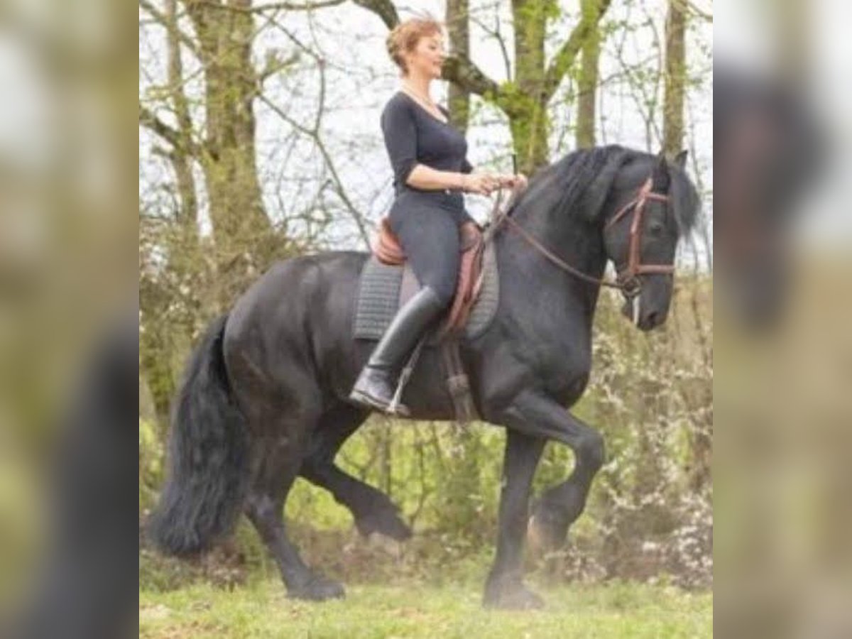 Friesian horses Stallion 12 years 16 hh Black in l&#39;Abergement sainte-Colombe