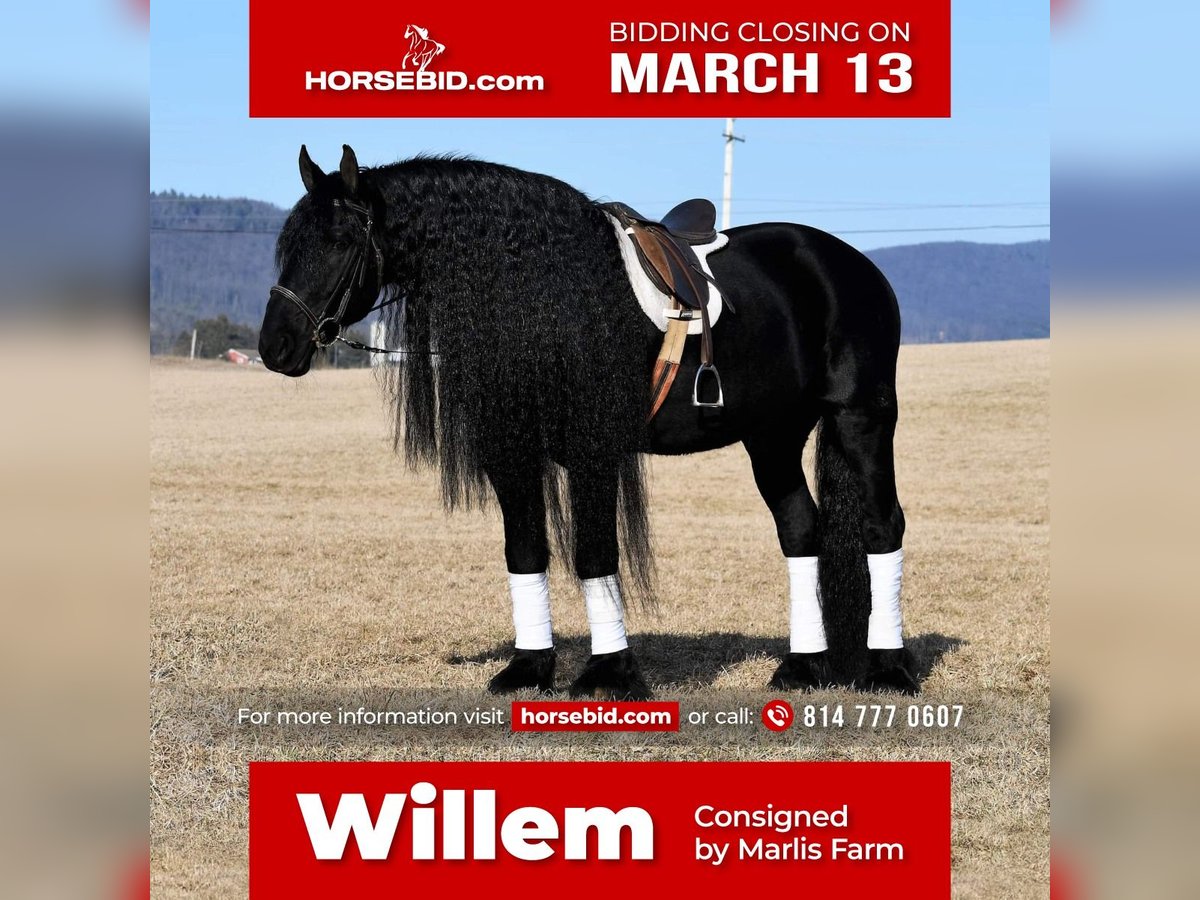 Friesian horses Stallion 17 years Black in Rebersburg, PA