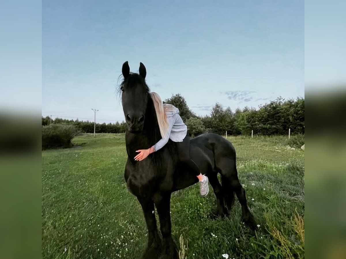 Friesian horses Stallion 18 years 16 hh Black in Praslity