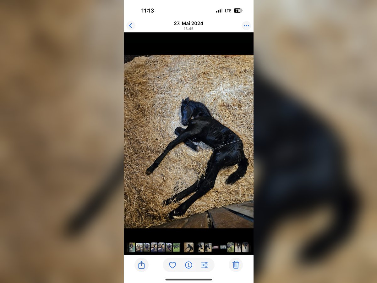 Friesian horses Stallion 1 year 14,2 hh Black in Kottingbrunn