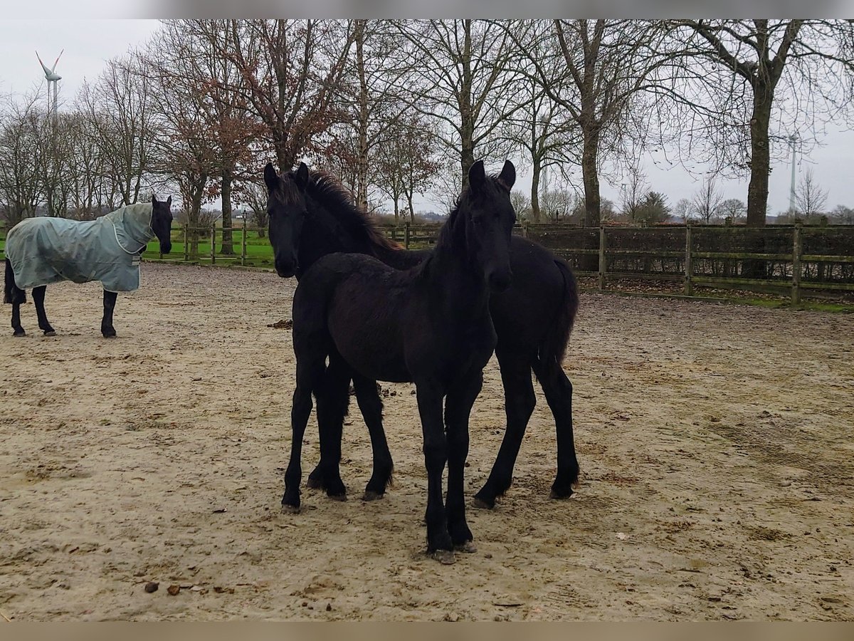 Friesian horses Stallion 1 year 15,2 hh Black in Bunde