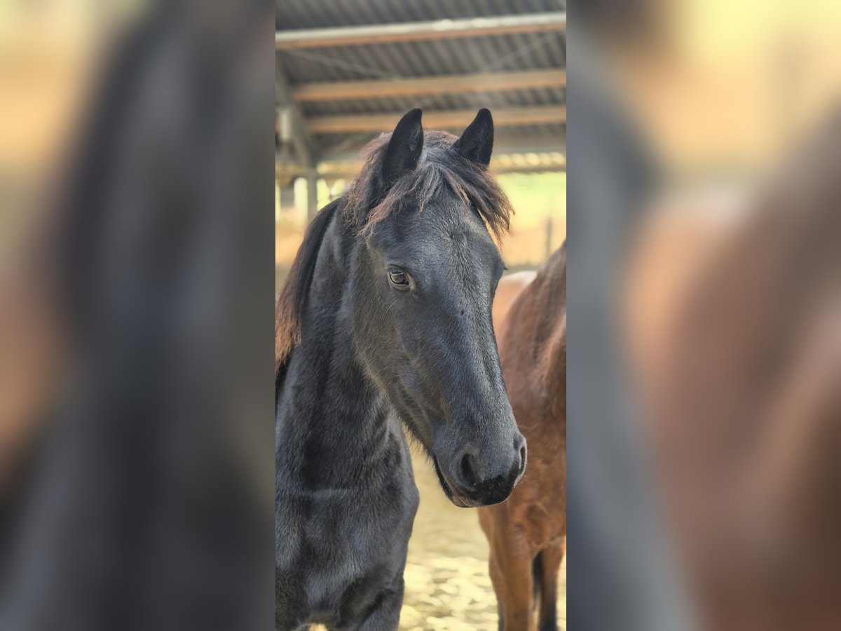 Friesian horses Stallion 1 year 15 hh Black in Hofheim am Taunus
