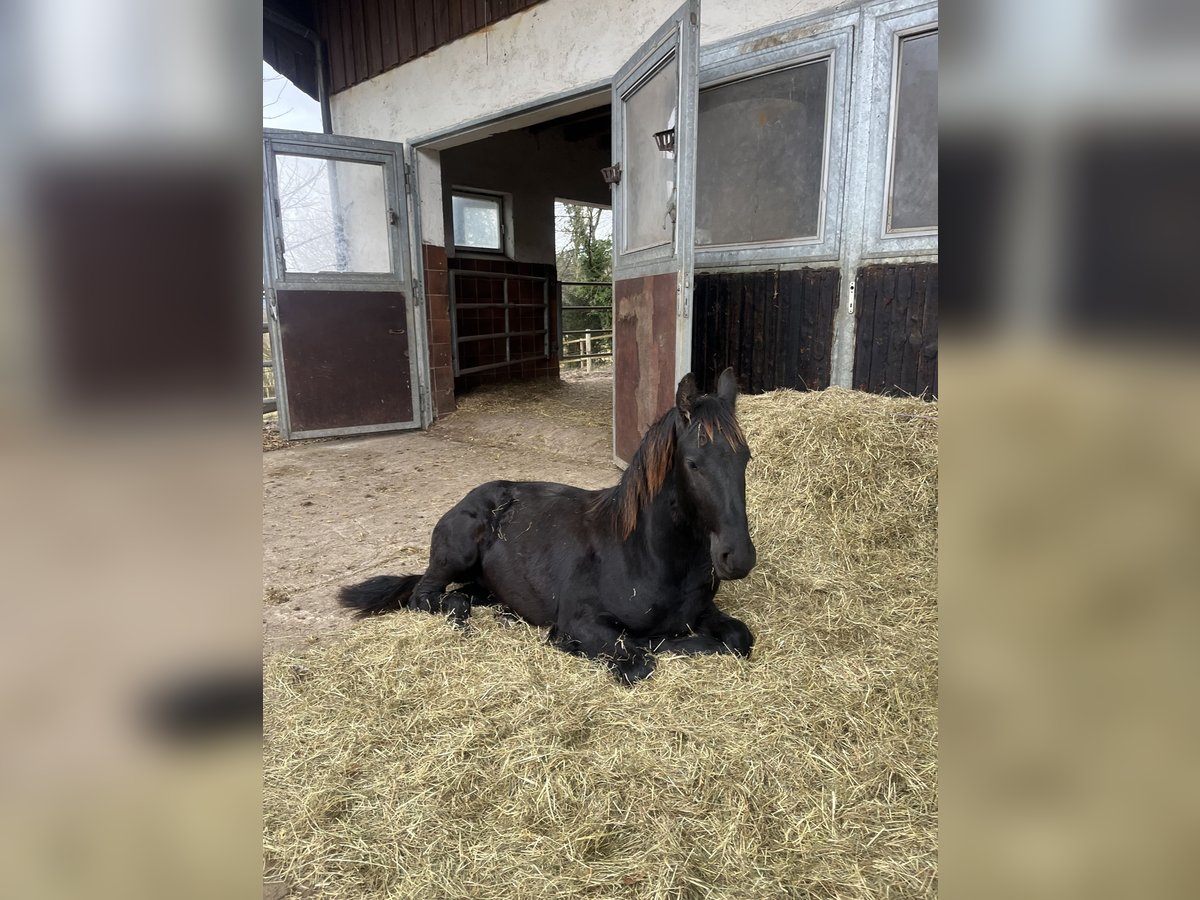 Friesian horses Stallion 1 year 15,1 hh Black in Feldkirchen-Westerham