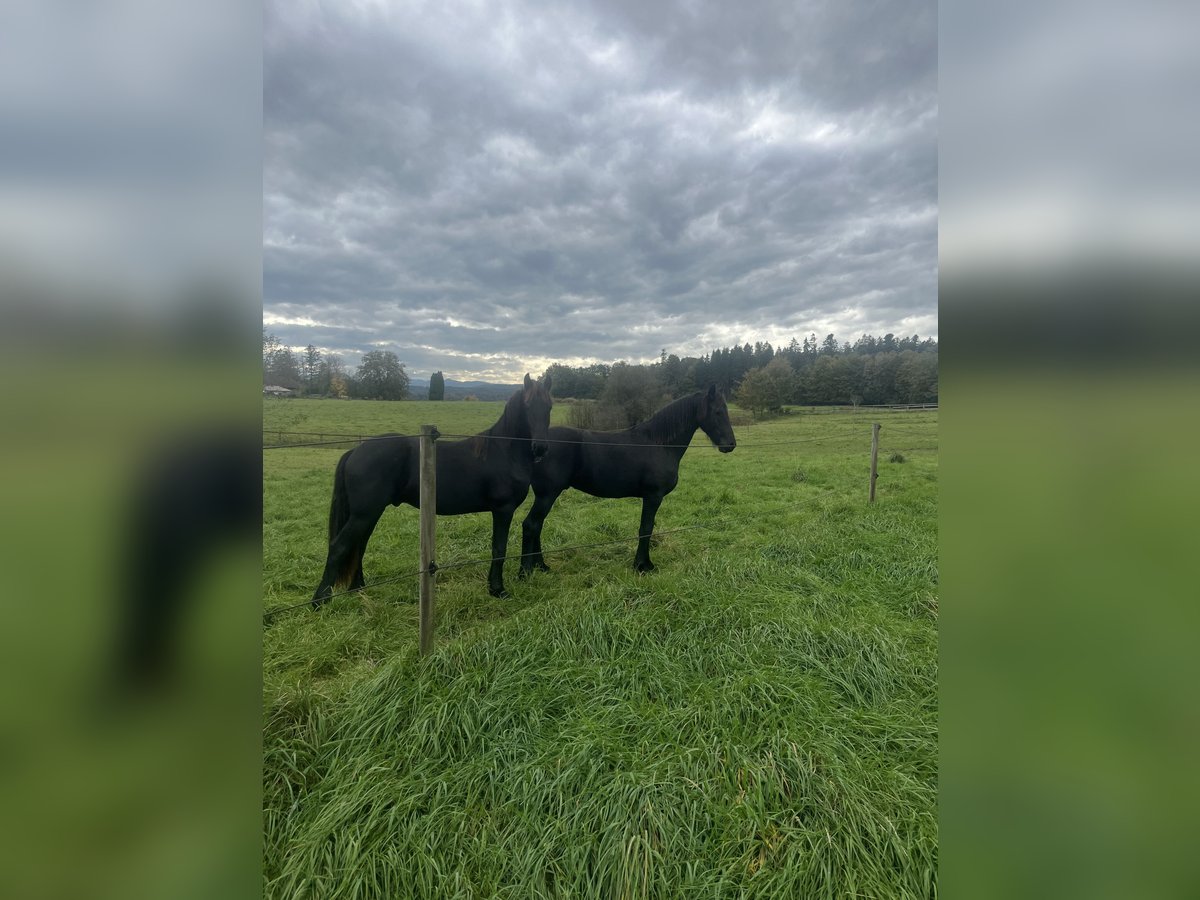 Friesian horses Stallion 1 year 15,1 hh Black in Feldkirchen-Westerham Friesian horses Stallion 1 year 15,1 hh Black in Feldkirchen-Westerham