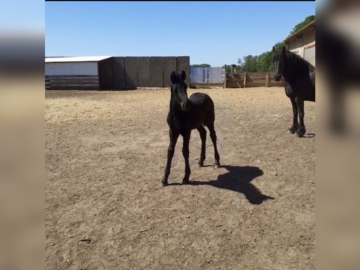 Friesian horses Stallion 1 year Black in Gross Pankow