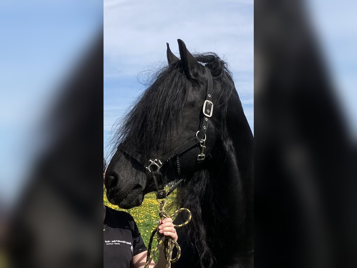 Friesian horses Stallion 22 years 16 hh Black in Tübach