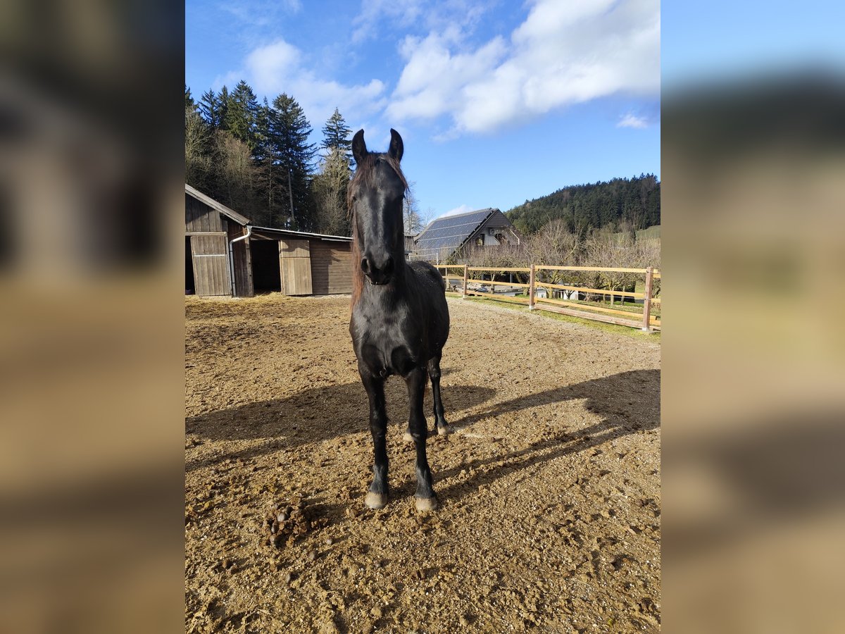 Friesian horses Stallion 2 years 14,2 hh Black in Slovenj Gradec