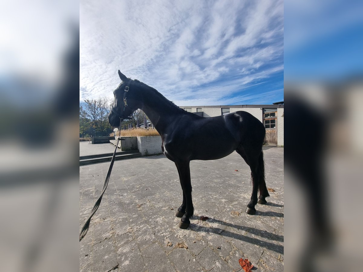 Friesian horses Stallion 2 years 15,3 hh Black in Maastricht