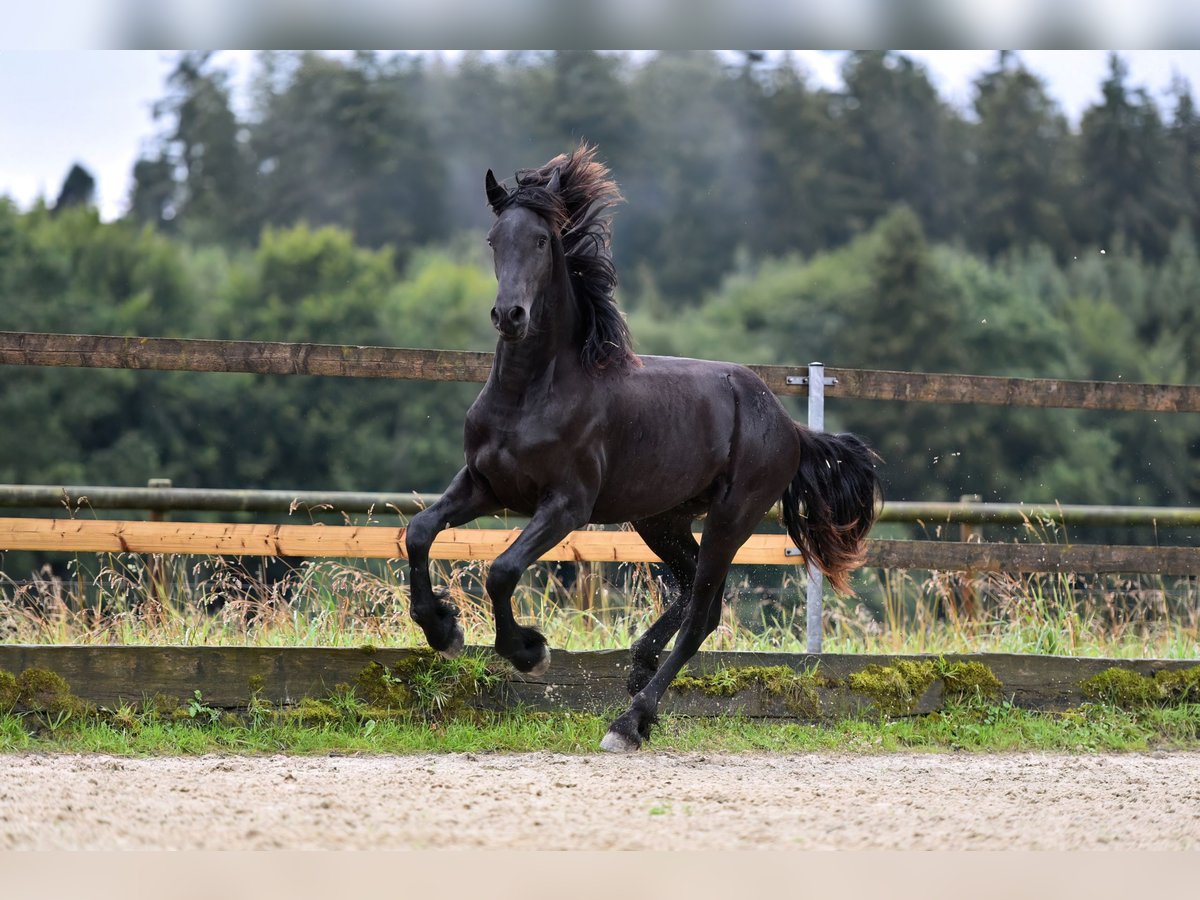 Friesian horses Stallion 2 years 16 hh Black in Feldkirchen-Westerham