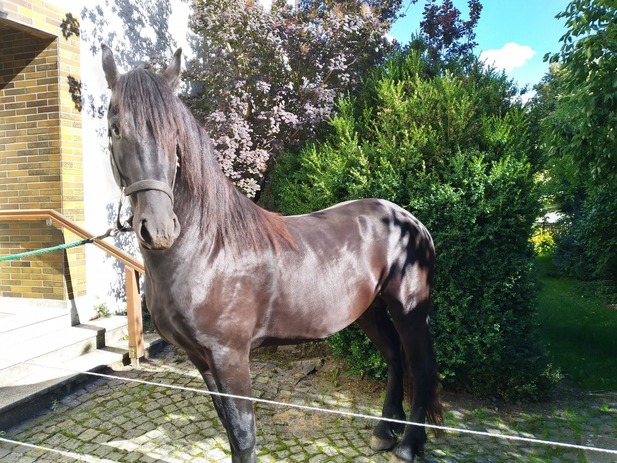 Friesian horses Stallion 2 years Black in Kirchendemenreuth