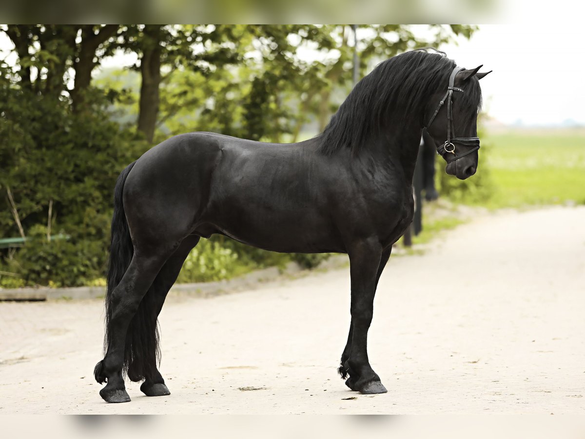 Friesian horses Stallion 3 years 15,3 hh Black in Britswert