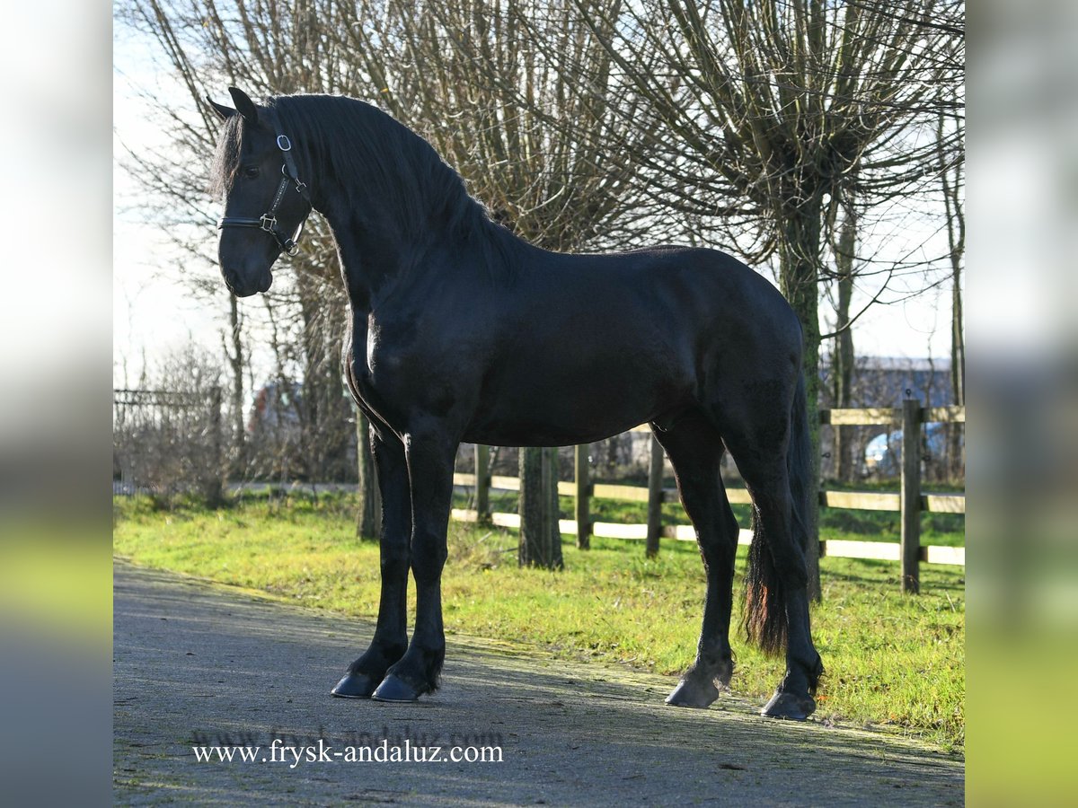 Friesian horses Stallion 3 years 15,3 hh Black in Mijnsheerenland