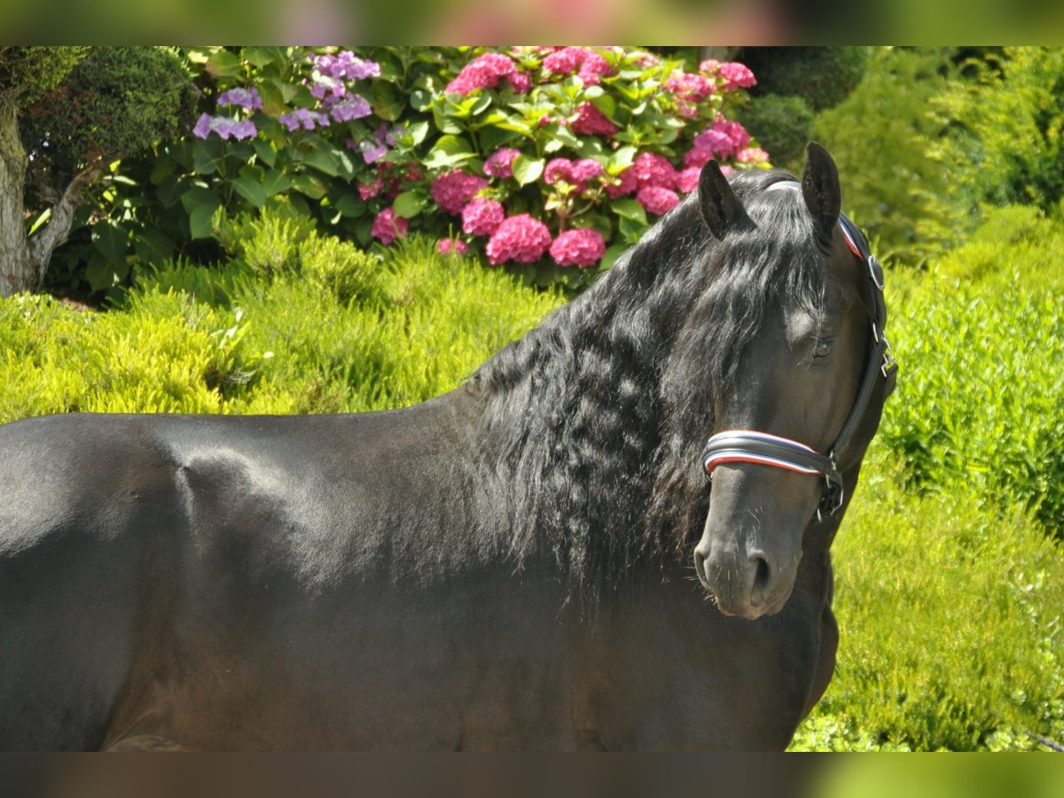 Friesian horses Stallion 3 years 16,1 hh Black in Ochtendung