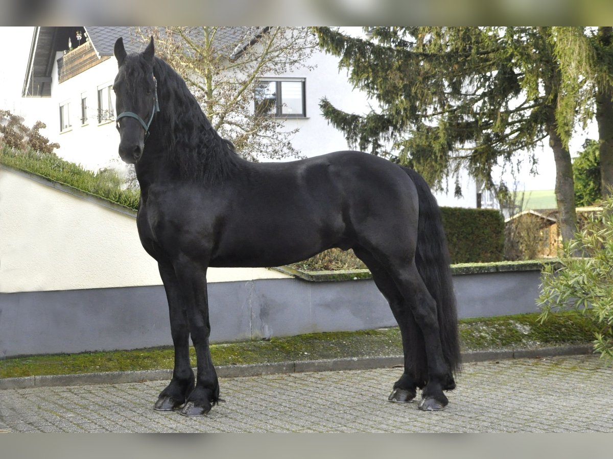 Friesian horses Stallion 3 years 16,1 hh Black in Ochtendung