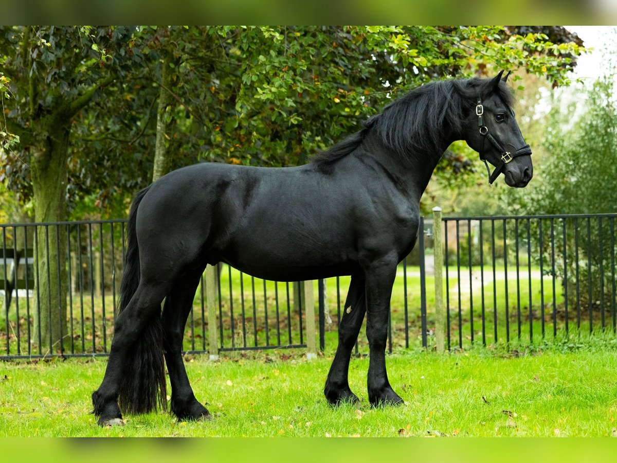 Friesian horses Stallion 3 years 16,1 hh Black in Spijk