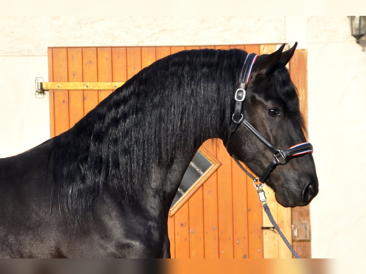 Friesian horses Stallion 3 years 16,2 hh Black in Ochtendung