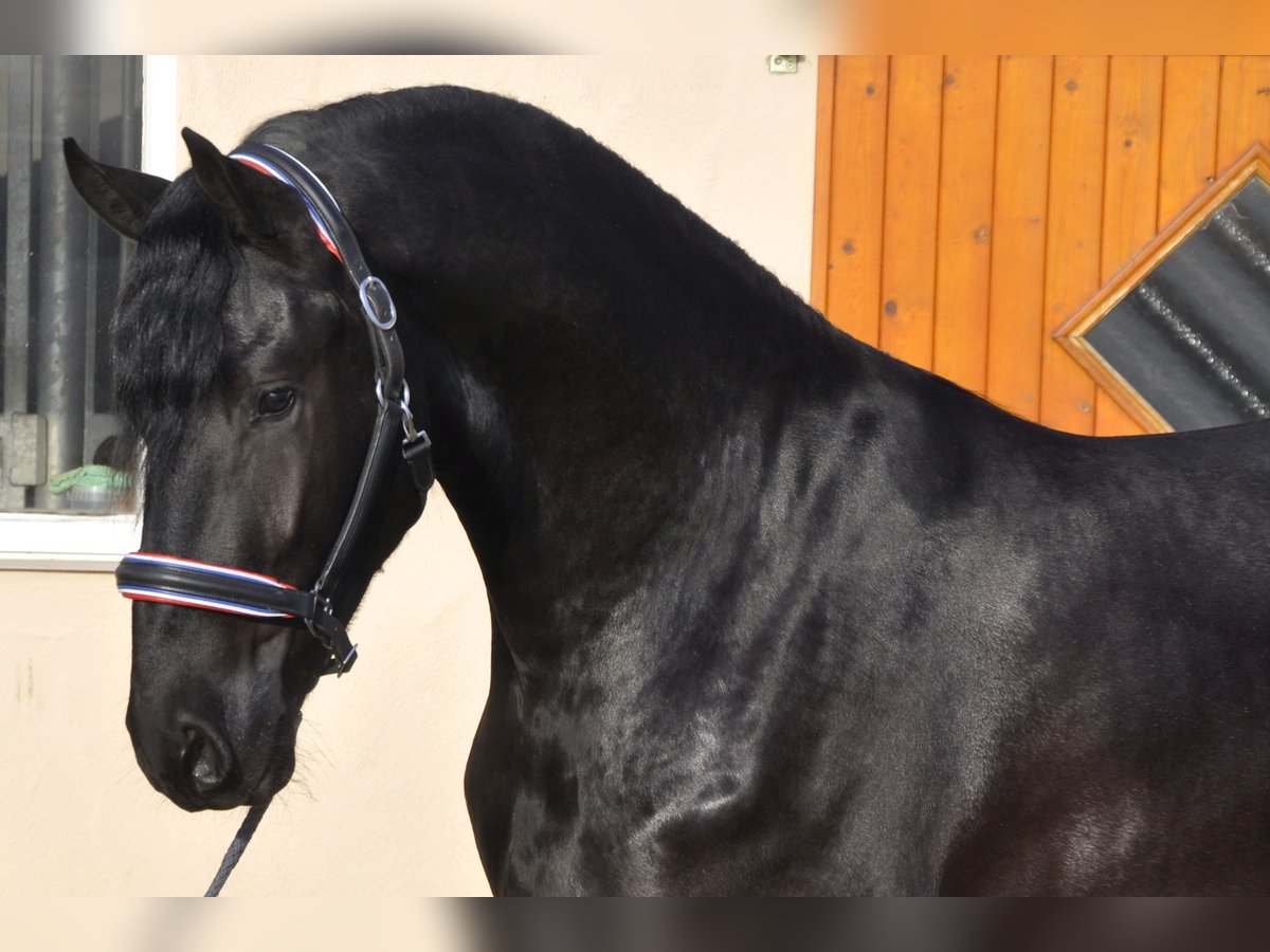 Friesian horses Stallion 3 years 16,2 hh Black in Ochtendung