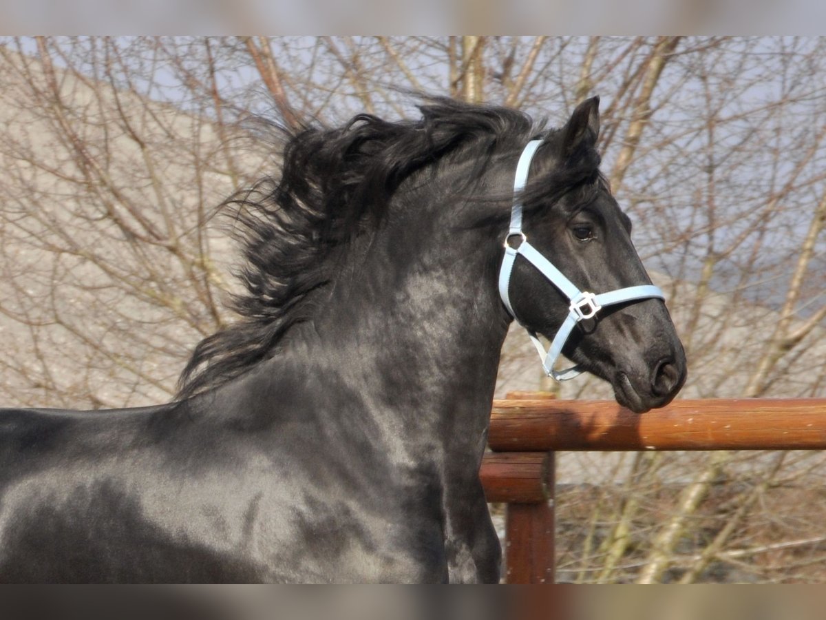 Friesian horses Stallion 3 years 16 hh Black in Ochtendung