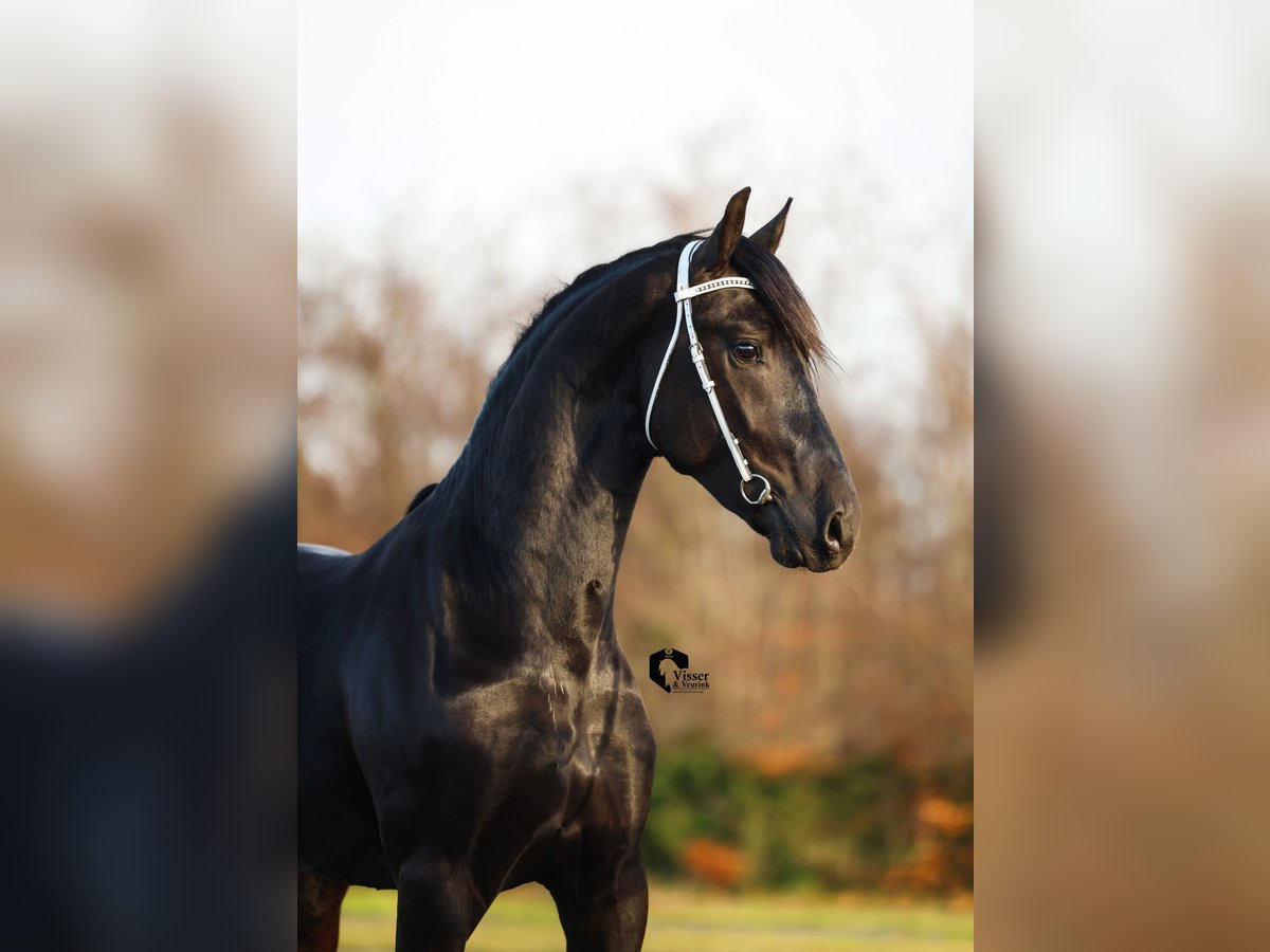 Friesian horses Stallion 3 years 16 hh in Drachten