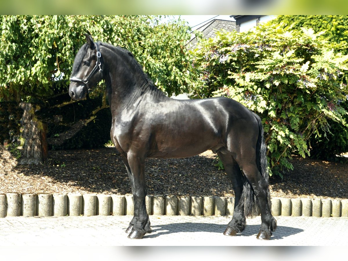 Friesian horses Stallion 3 years 16,1 hh Black in Ochtendung