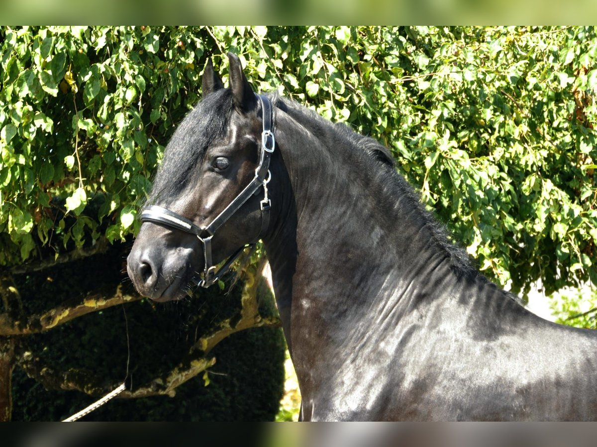 Friesian horses Stallion 3 years 16,1 hh Black in Ochtendung