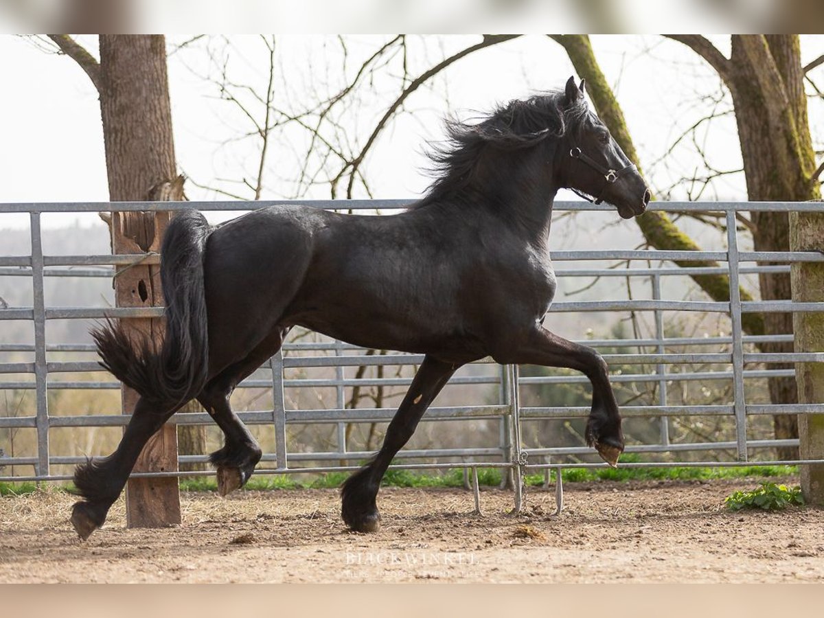 Friesian horses Stallion 3 years Black in Schöllnach