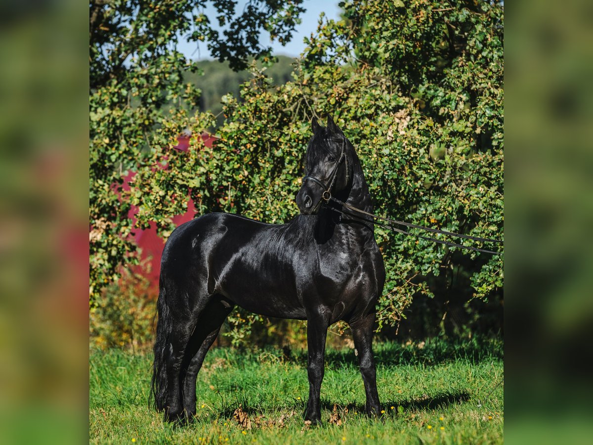 Friesian horses Stallion 4 years 16,1 hh Black in Skrzyszów