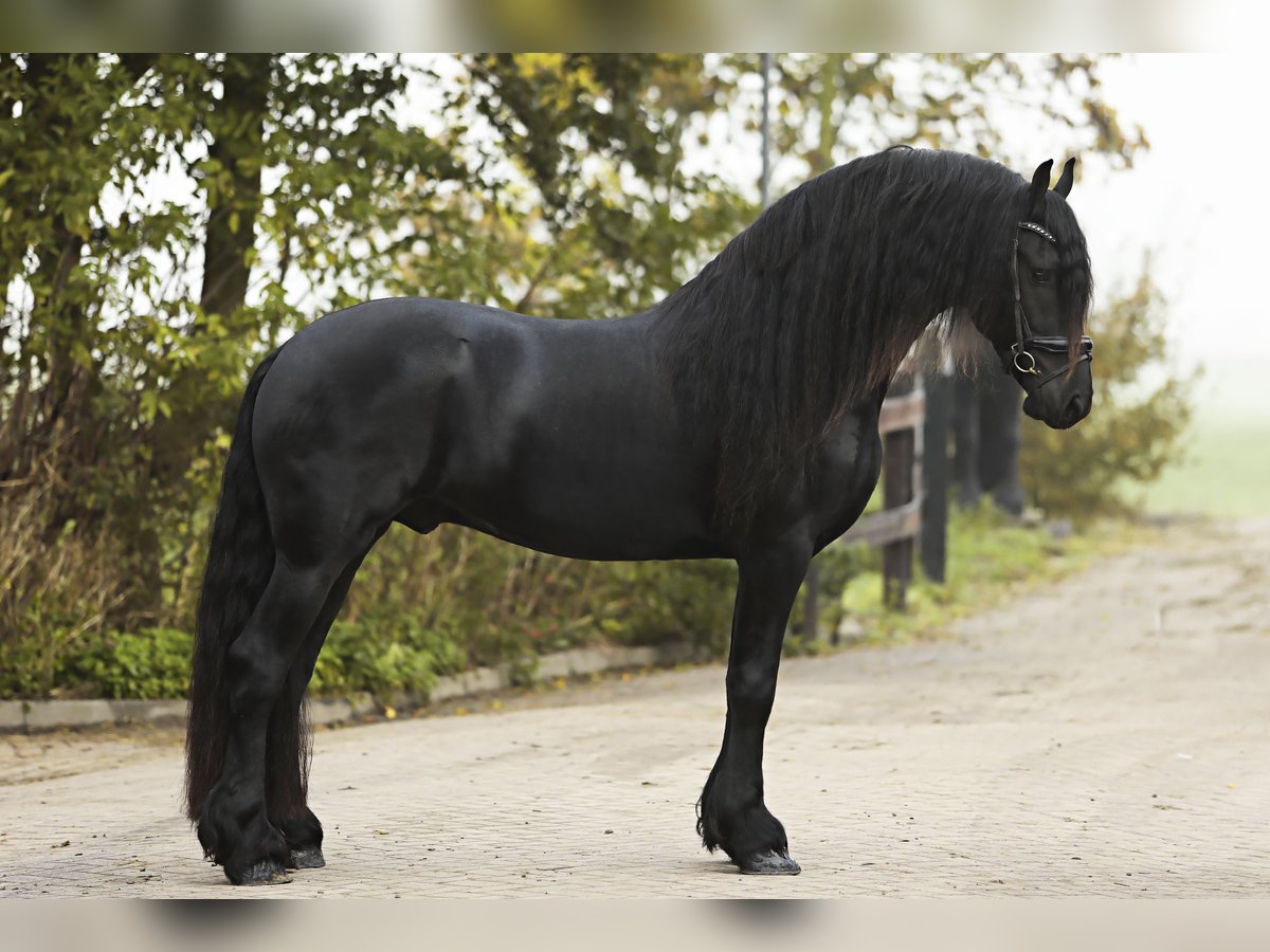 Friesian horses Stallion 4 years 16,1 hh Black in Britswert