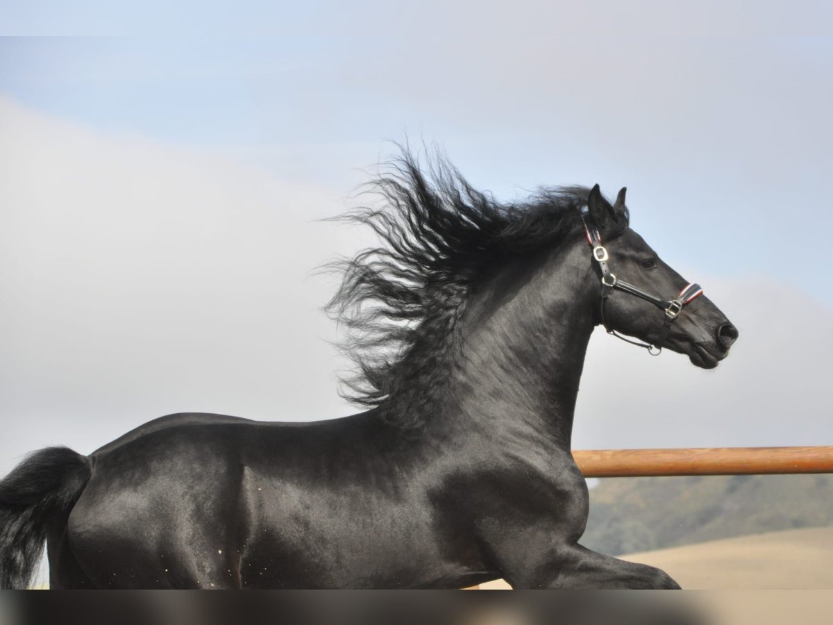 Friesian horses Stallion 4 years 16,2 hh Black in Ochtendung