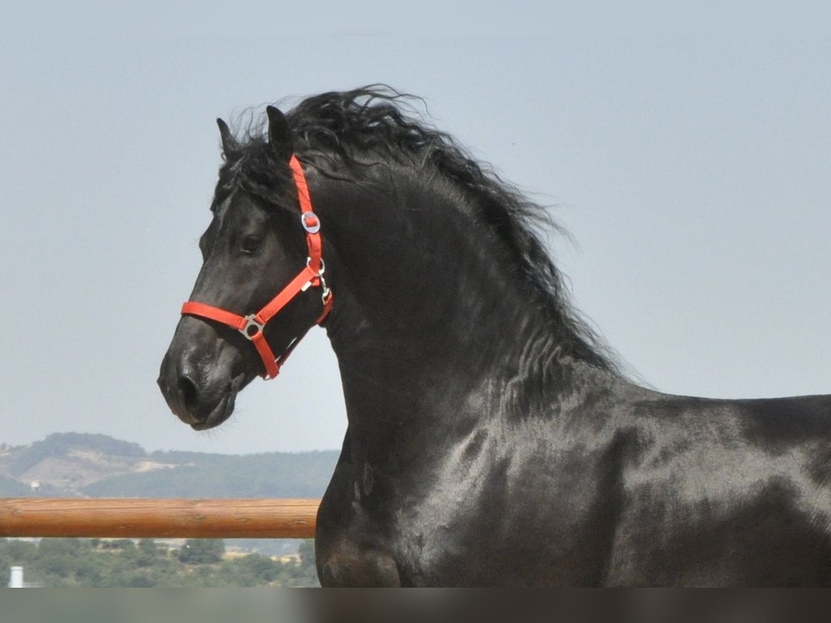 Friesian horses Stallion 4 years 16,2 hh Black in Ochtendung