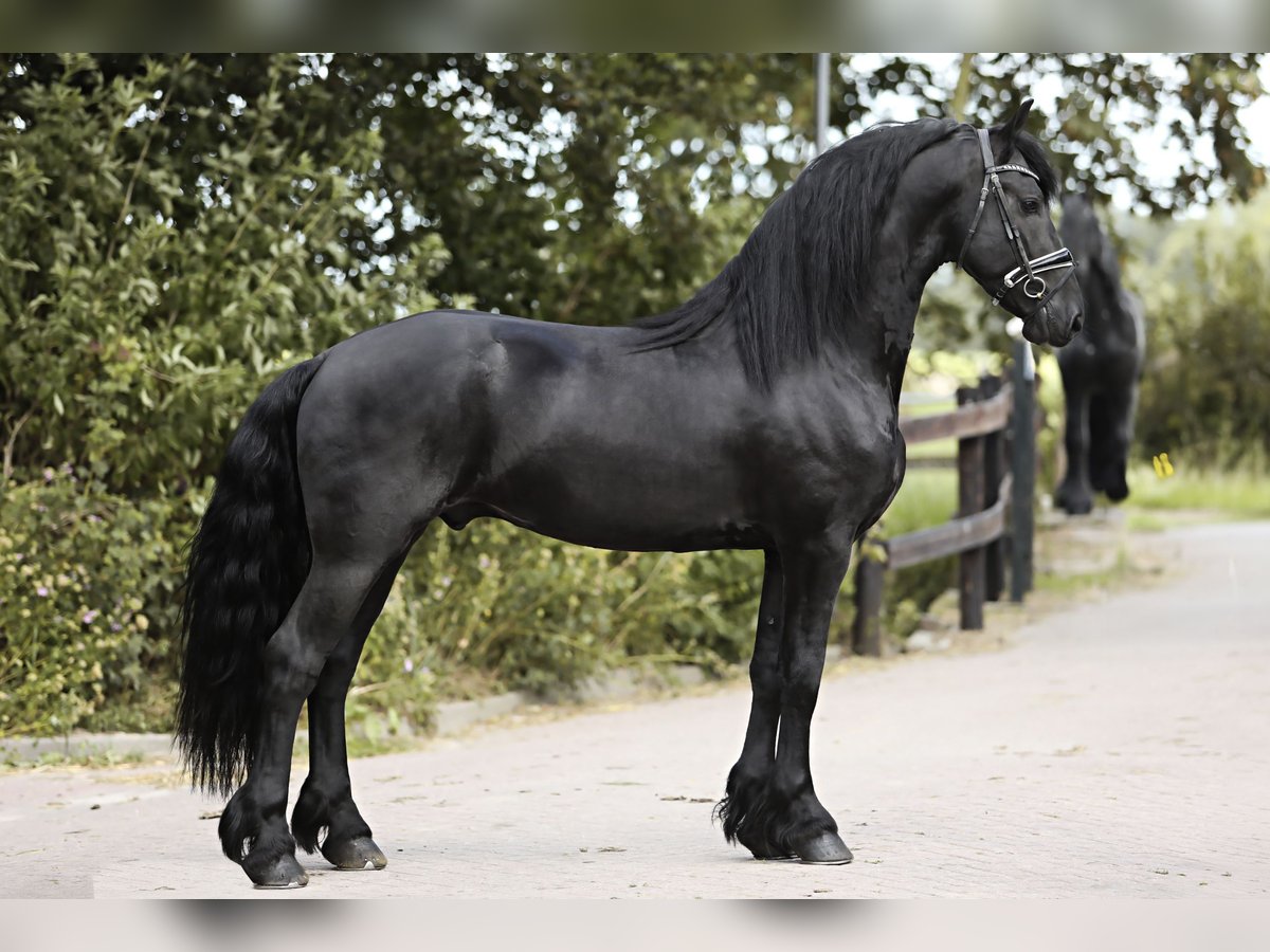 Friesian horses Stallion 4 years 16 hh Black in Britswert