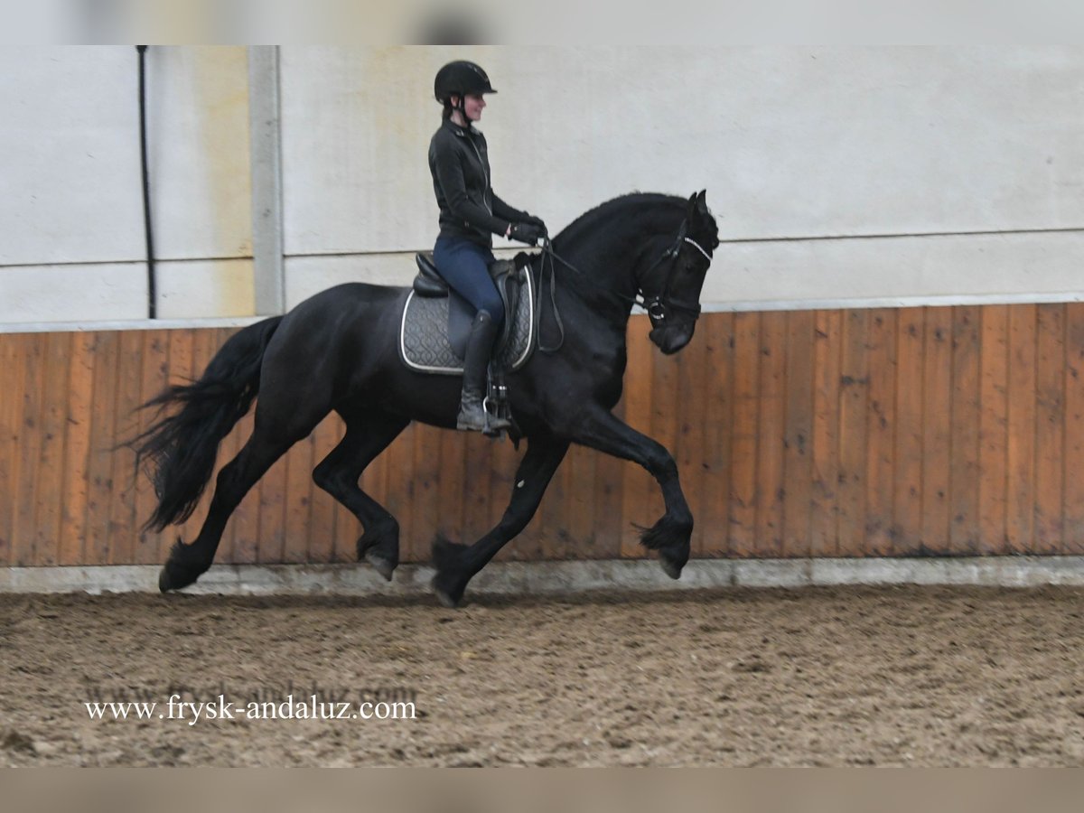 Friesian horses Stallion 4 years 16 hh Black in Mijnsheerenland