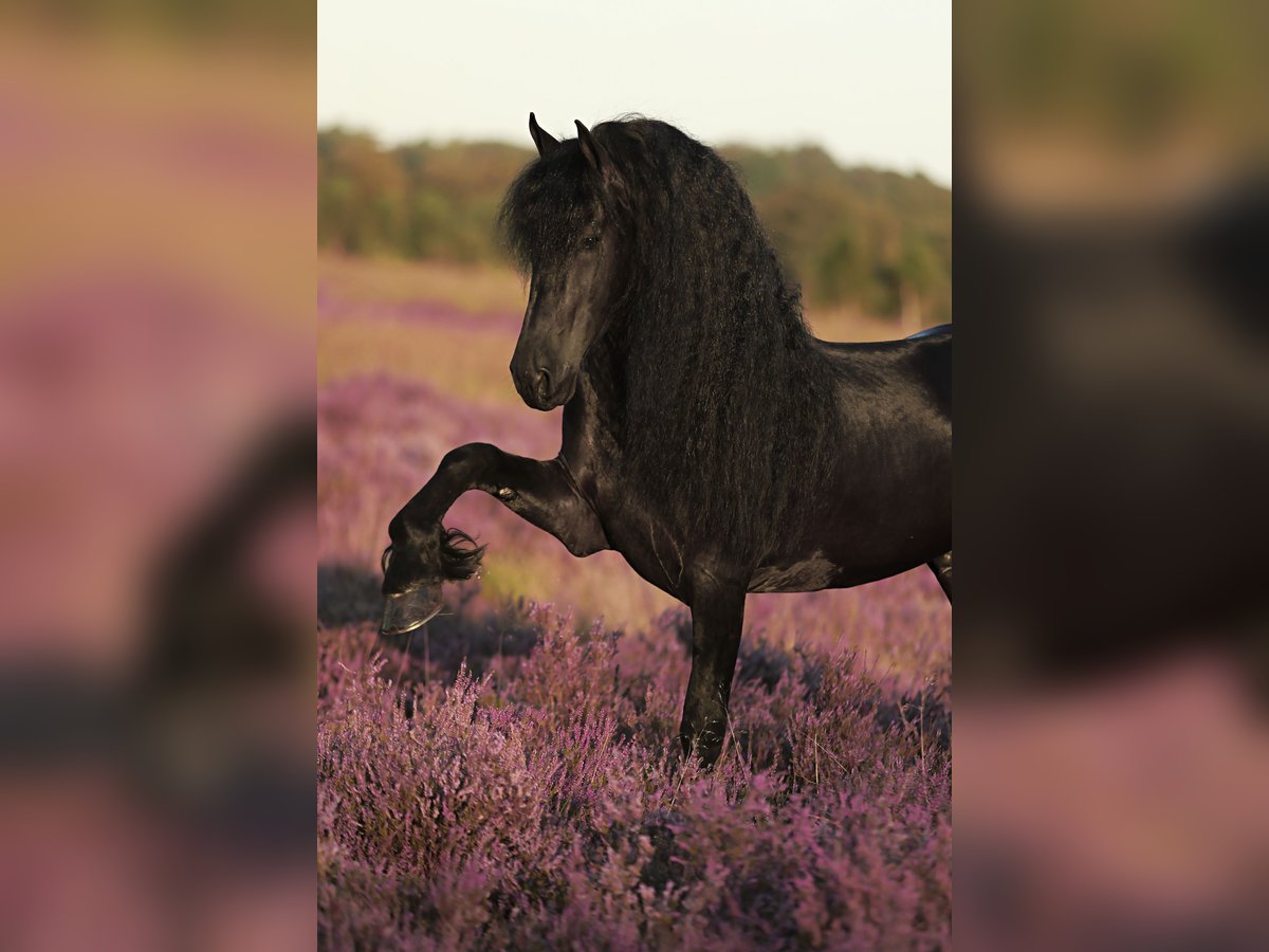 Friesian horses Stallion 5 years 16,1 hh Black in Britswerd