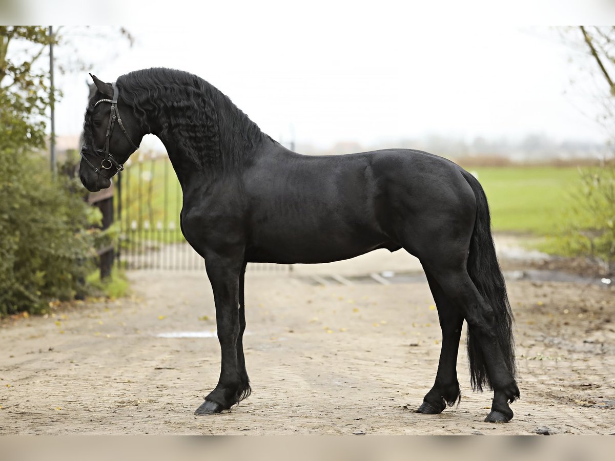 Friesian horses Stallion 5 years 16,1 hh Black in Britswert