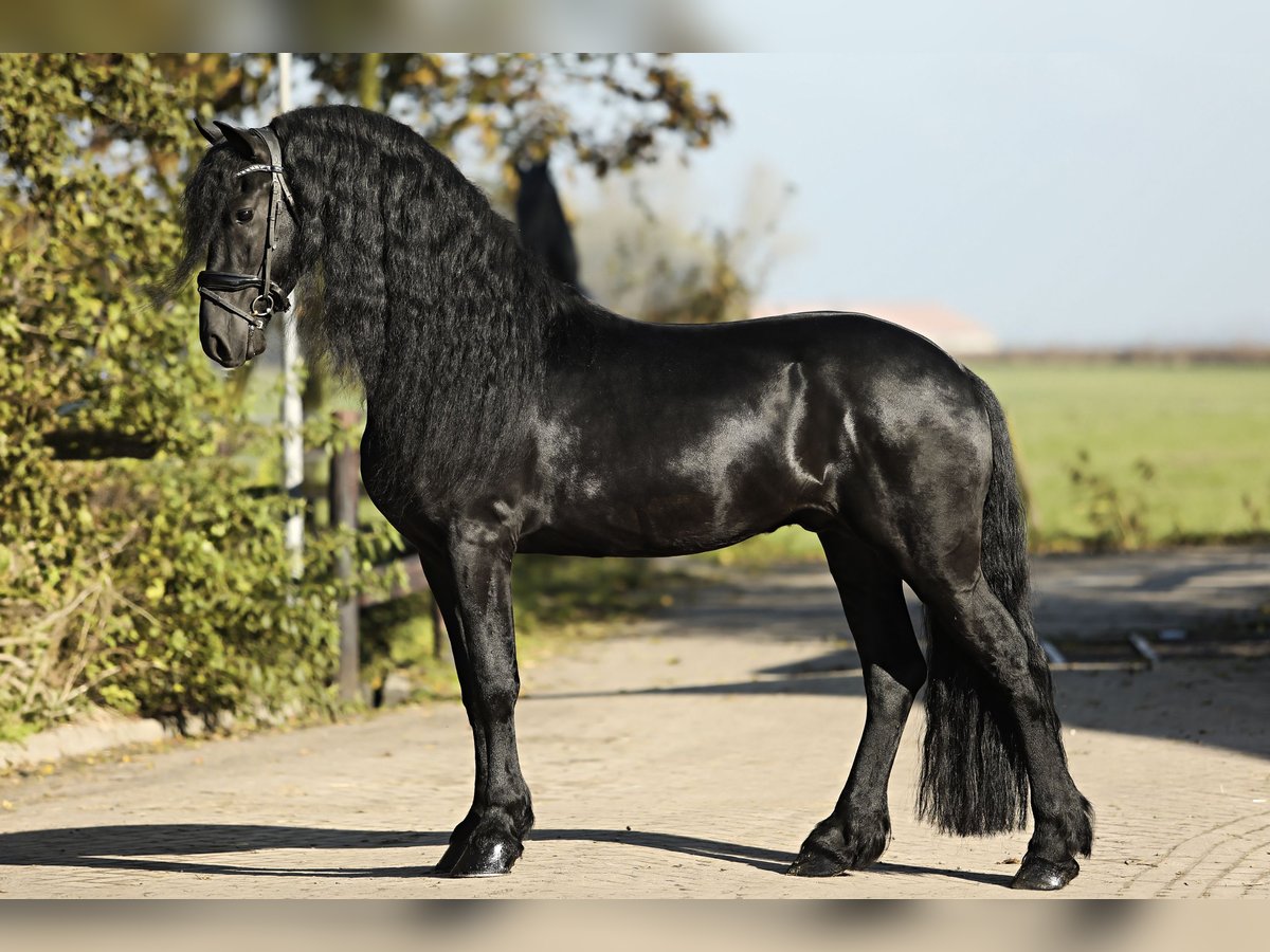 Friesian horses Stallion 5 years 16,1 hh Black in Britswert